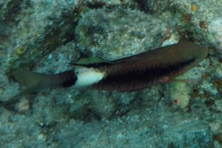 Parupeneus macronemus - Kurzstreifen-Barbe